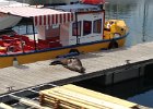 Friendly seal on the V&A waterfront
